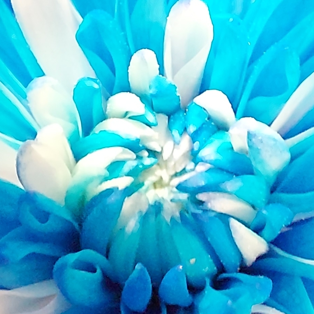 Veronica Roth books Total 3